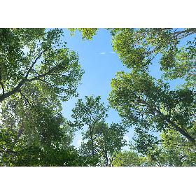 Beech Tree Collection (Fagus Sylvatica)